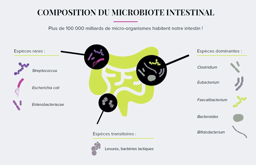 Composition du microbiote intestinal