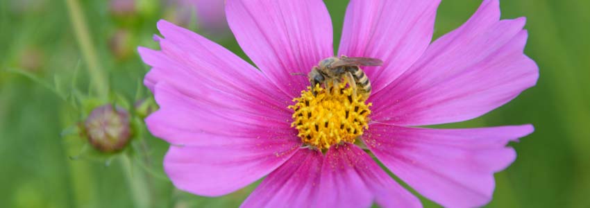 La protection des abeilles en danger