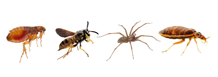 Comment se protéger des piqûres d’insectes ? Comment se protéger des piqûres d’insectes ?